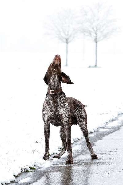 Dogorama Photo Challenge - Es wird nochmal kalt!-Beitrag-Bild