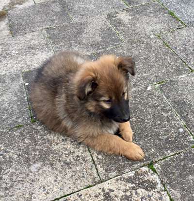 Welpen Bilder !-Beitrag-Bild