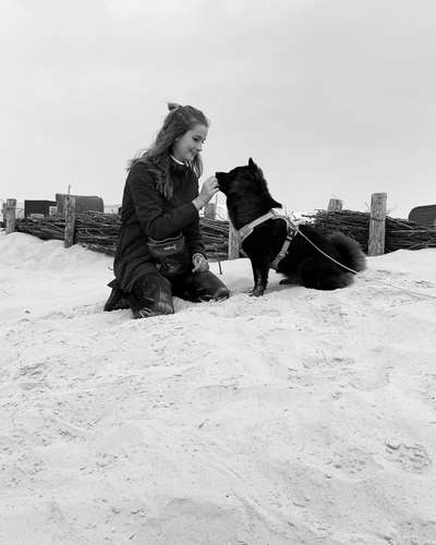 Hundetreffen-Treffen mit souveränen Hund-Bild