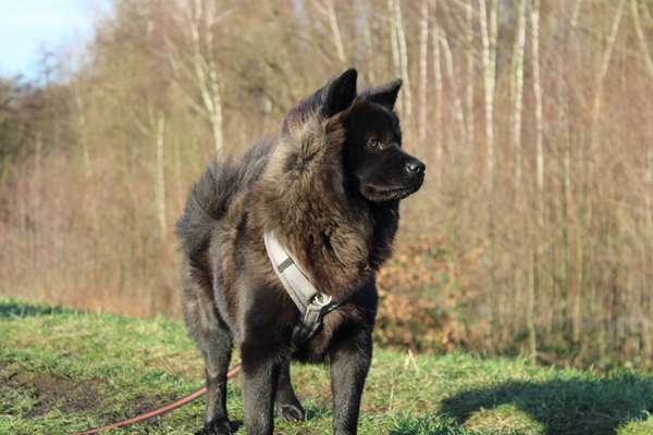 Spitz--Zwergspitz--kleinspitz---mittelspitz----Großspitz--Wolfsspitz-Beitrag-Bild