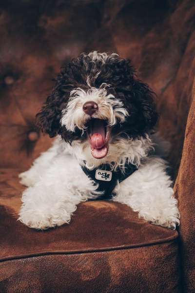 Pudel-Treffen-Beitrag-Bild