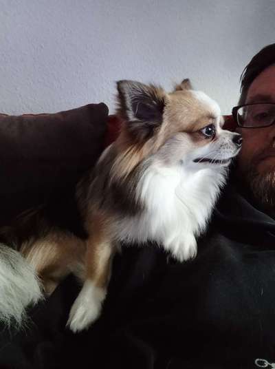 Wo sind die Chihuahua Besitzer ?-Beitrag-Bild
