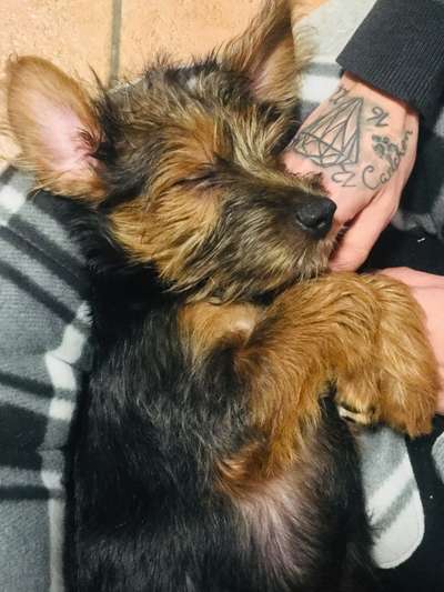 Welpen Bilder !-Beitrag-Bild