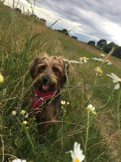 Die Dogorama Monats Challenge "Es grünt und blüht"-Beitrag-Bild