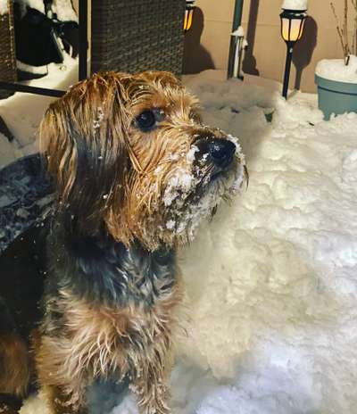 Mischlingshunde Foto Aufruf-Beitrag-Bild