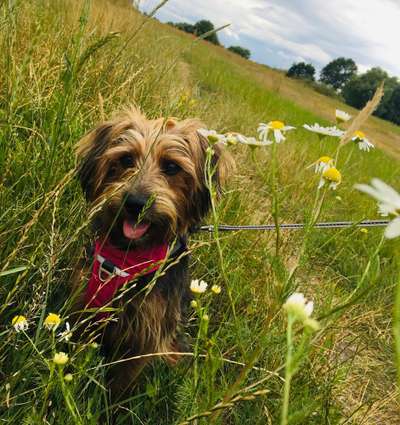 Kleine Hunde ganz Groß-Beitrag-Bild