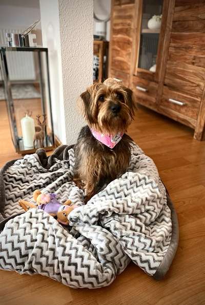 Dogorama Photo Challenge - Tre Chic!-Beitrag-Bild