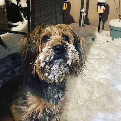 Mischlingshunde Foto Aufruf-Beitrag-Bild