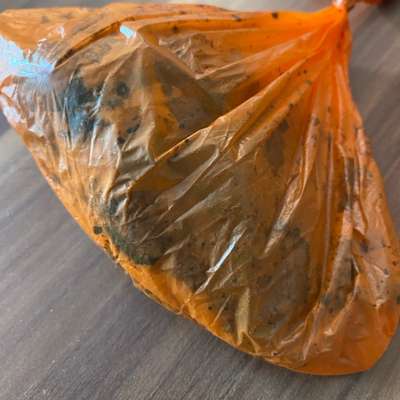 Giftköder-Möglicher Giftköder-Bild