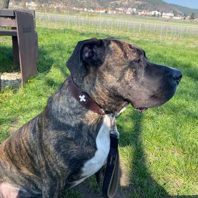 Hundetreffen-Souveräner Spielfreund gesucht-Bild