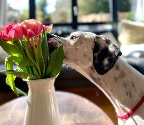 Dogorama Photo Challenge - die ersten Frühjahrsblumen-Beitrag-Bild