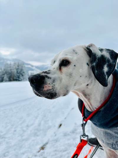 Dogorama Photo Challenge - Winterstimmung-Beitrag-Bild