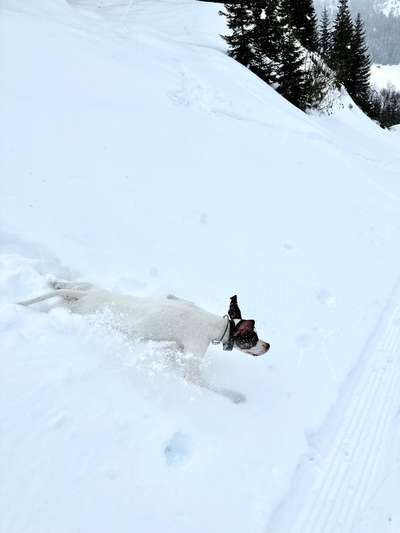 24. Collage-Challenge  *Hund im Schnee*-Beitrag-Bild