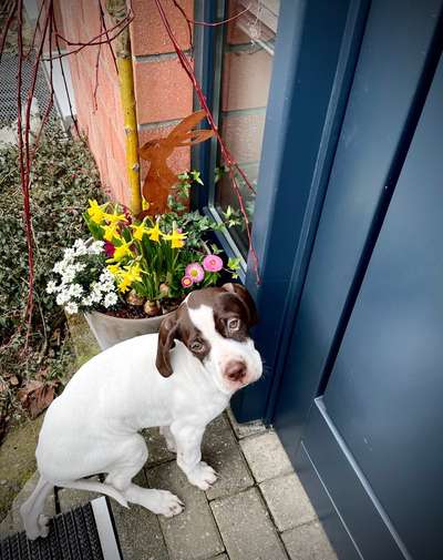 Dogorama Photo Challenge - die ersten Frühjahrsblumen-Beitrag-Bild