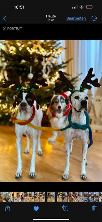 Dogorama Photo Challenge - Bescherung-Beitrag-Bild