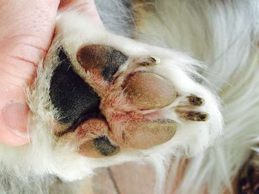 Fusspics sind out, Pfoten for the win!-Beitrag-Bild