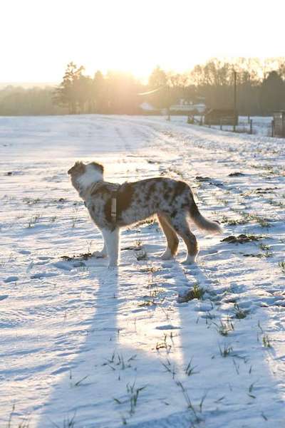 Dogorama Photo Challenge - Winterstimmung-Beitrag-Bild