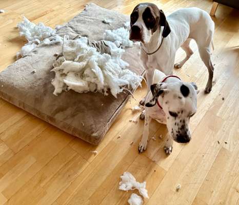 Fotochallenge NR. 123     -Karneval der Tiere--Beitrag-Bild