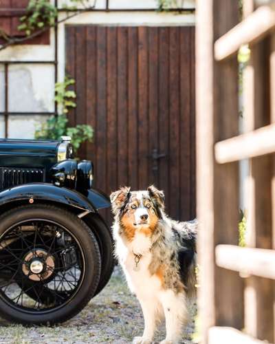 Dogorama Foto Challenge - Wanderziel-Beitrag-Bild