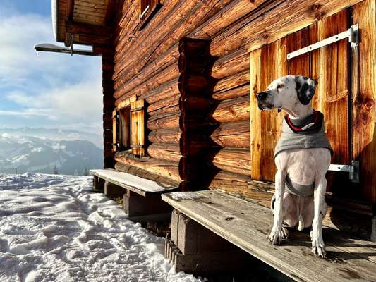 24. Collage-Challenge  *Hund im Schnee*-Beitrag-Bild