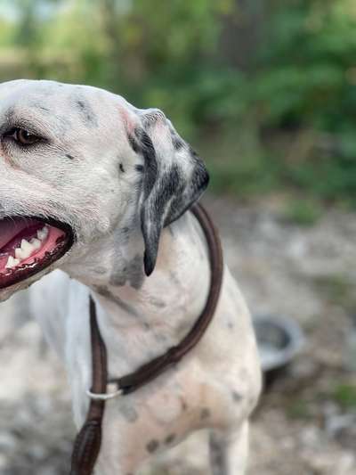 Dogorama Photo Challenge - Fail/Outtakes-Beitrag-Bild