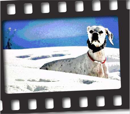 Fotochallenge 124 - Dein Comic-Hund-Beitrag-Bild