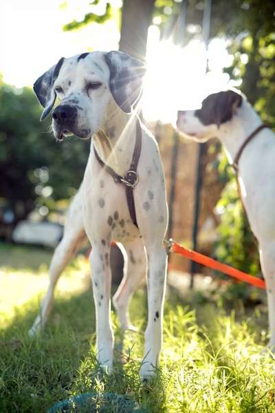 36. Handy Foto Challenge - Sonnenanbeter-Beitrag-Bild