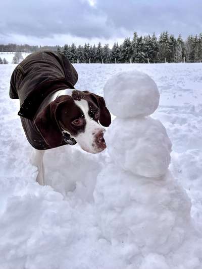 Dogorama Photo Challenge- Der Nase nach-Beitrag-Bild