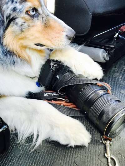 Fotochallenge NR. 123     -Karneval der Tiere--Beitrag-Bild