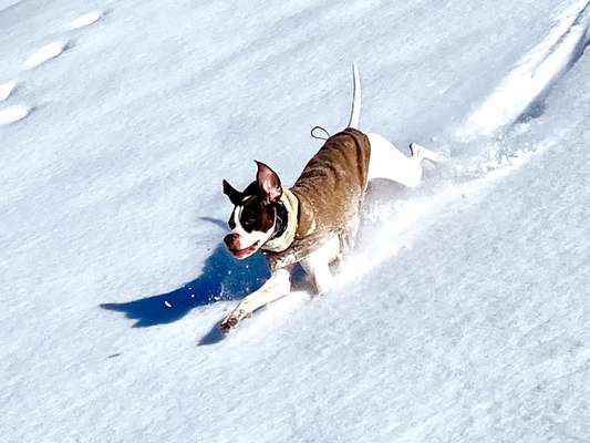 24. Collage-Challenge  *Hund im Schnee*-Beitrag-Bild