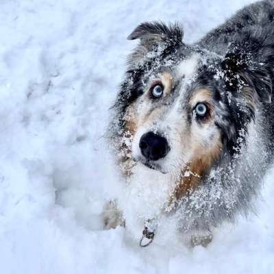 24. Collage-Challenge  *Hund im Schnee*-Beitrag-Bild