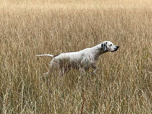 Dogorama Photo Challenge- Der Nase nach-Beitrag-Bild