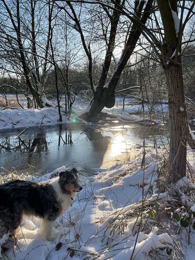 24. Collage-Challenge  *Hund im Schnee*-Beitrag-Bild