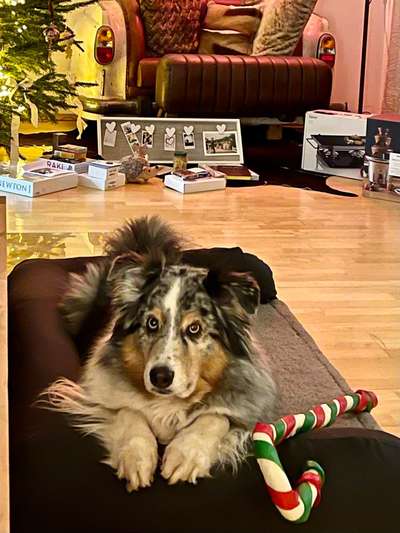 Dogorama Photo Challenge - Weihnachtsbaum-Beitrag-Bild