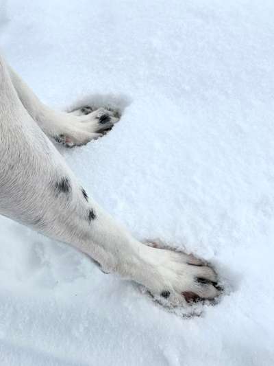 24. Collage-Challenge  *Hund im Schnee*-Beitrag-Bild