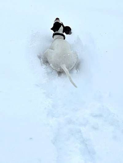 24. Collage-Challenge  *Hund im Schnee*-Beitrag-Bild