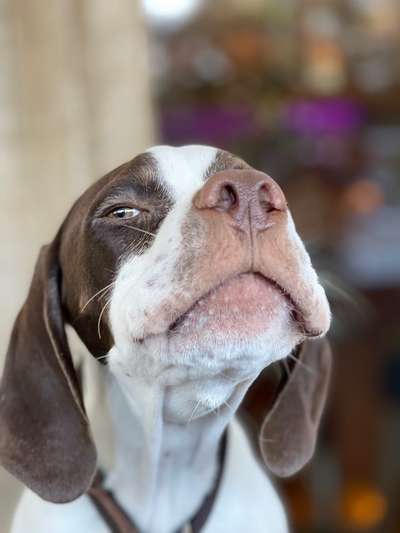 Dogorama Photo Challenge - Portrait-Beitrag-Bild