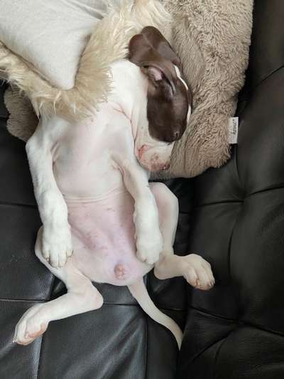 Dogorama Photo Challenge - Wälzen-Beitrag-Bild