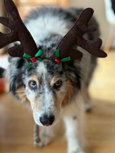 Dogorama Photo Challenge - Portrait-Beitrag-Bild