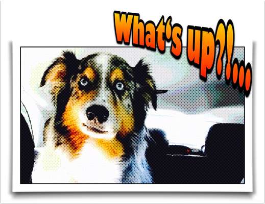 Fotochallenge 124 - Dein Comic-Hund-Beitrag-Bild