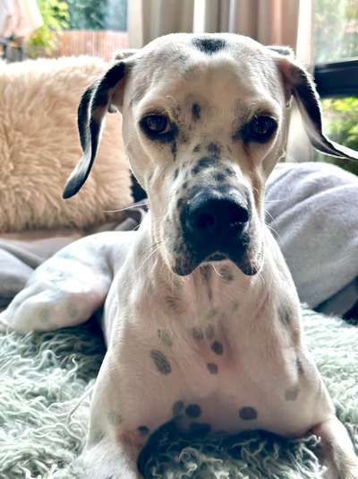 Dogorama Photo Challenge - Portrait-Beitrag-Bild