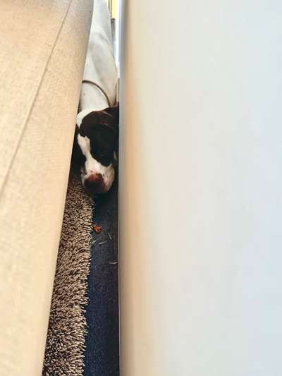 Dogorama Photo Challenge - Hündische Haushaltshilfe-Beitrag-Bild