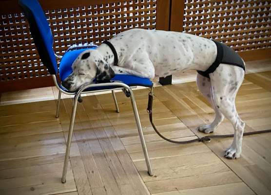 Foto Challenge 112 
ungewöhnliche Schlafplätze-Beitrag-Bild