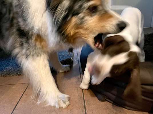 Dogorama Photo Challenge - Fail/Outtakes-Beitrag-Bild