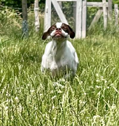 Dogorama Photo Challenge - Fail/Outtakes-Beitrag-Bild