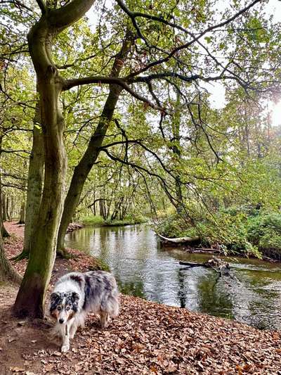 Regenbogenbrücke-Beitrag-Bild