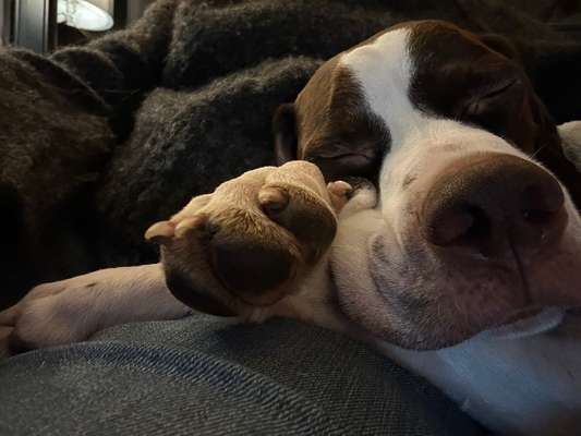 Fusspics sind out, Pfoten for the win!-Beitrag-Bild