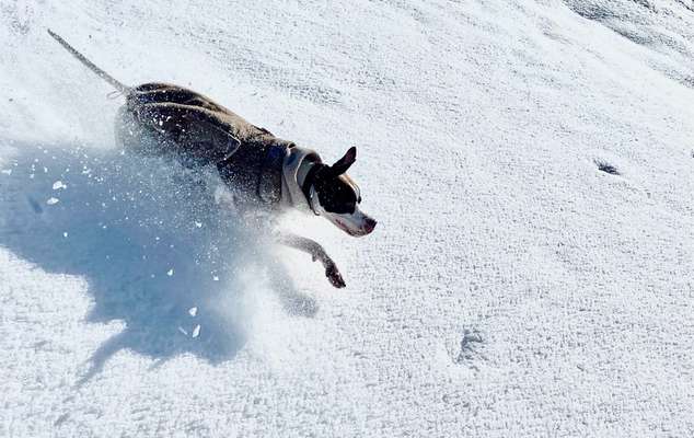 24. Collage-Challenge  *Hund im Schnee*-Beitrag-Bild