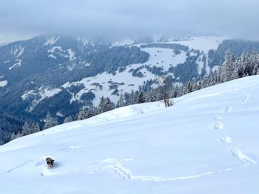 24. Collage-Challenge  *Hund im Schnee*-Beitrag-Bild