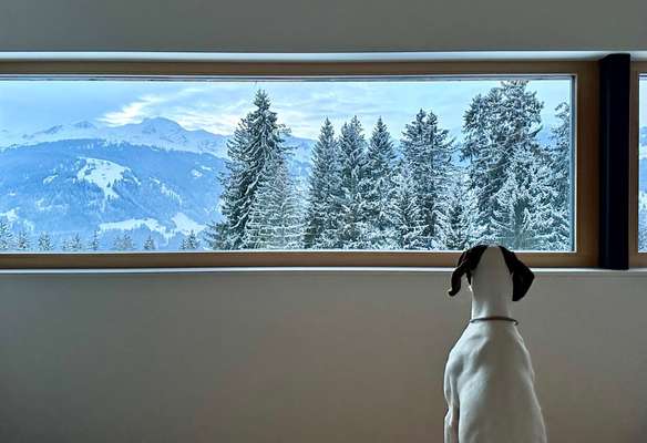 Dogorama Photo Challenge - Winterstimmung-Beitrag-Bild